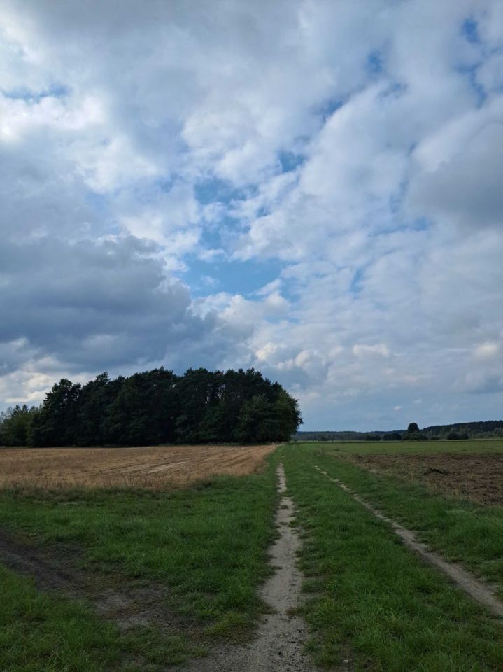 Działka leśna Grodziec. Zdjęcie 4