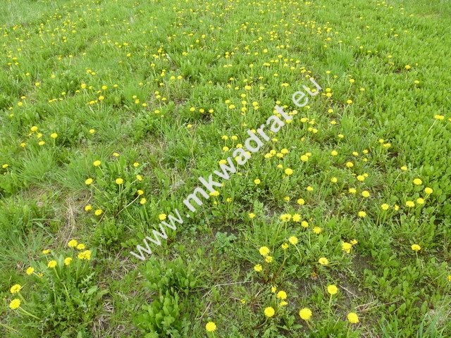 Działka budowlana Michałowice. Zdjęcie 1