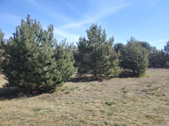 Działka siedliskowa Brok, ul. Dobra. Zdjęcie 1