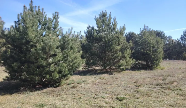 Działka siedliskowa Brok, ul. Dobra