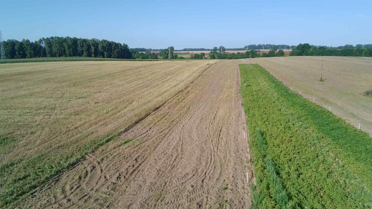 Działka rolna Golczewo. Zdjęcie 6