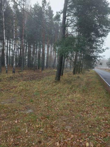 Działka leśna Przybyłów. Zdjęcie 1