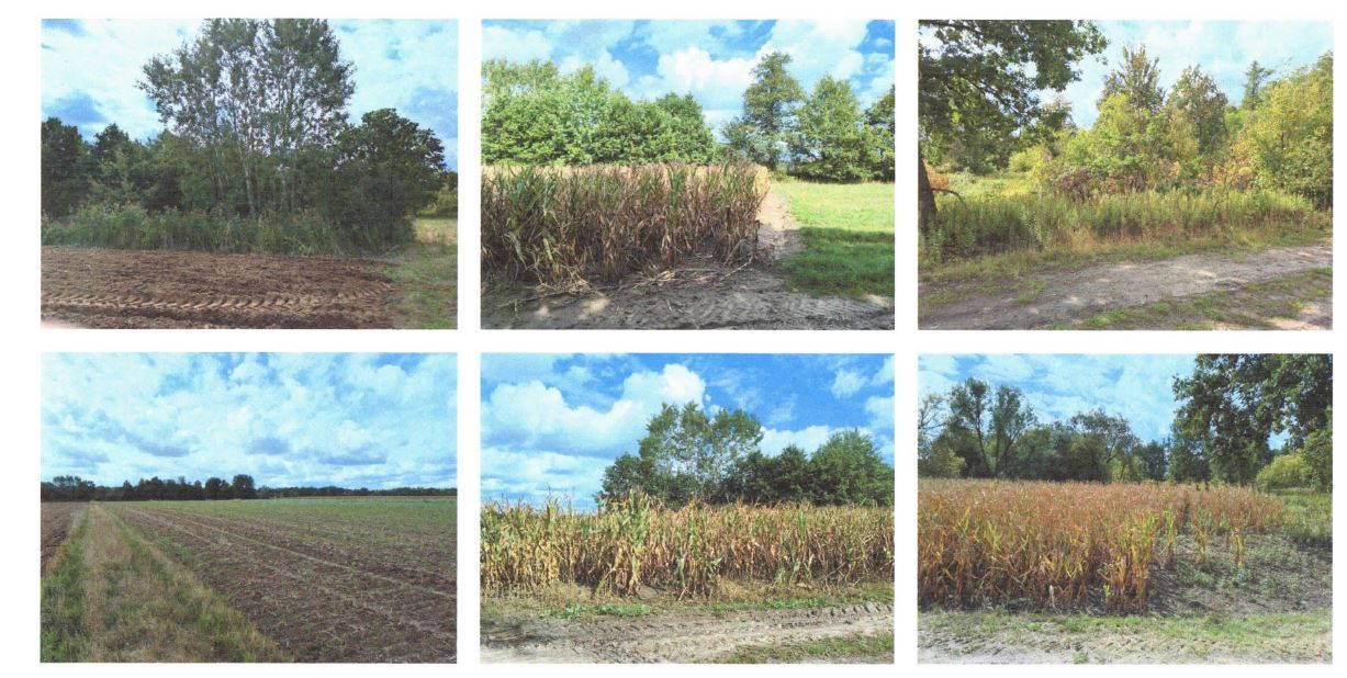 Działka rolna Zynie. Zdjęcie 4