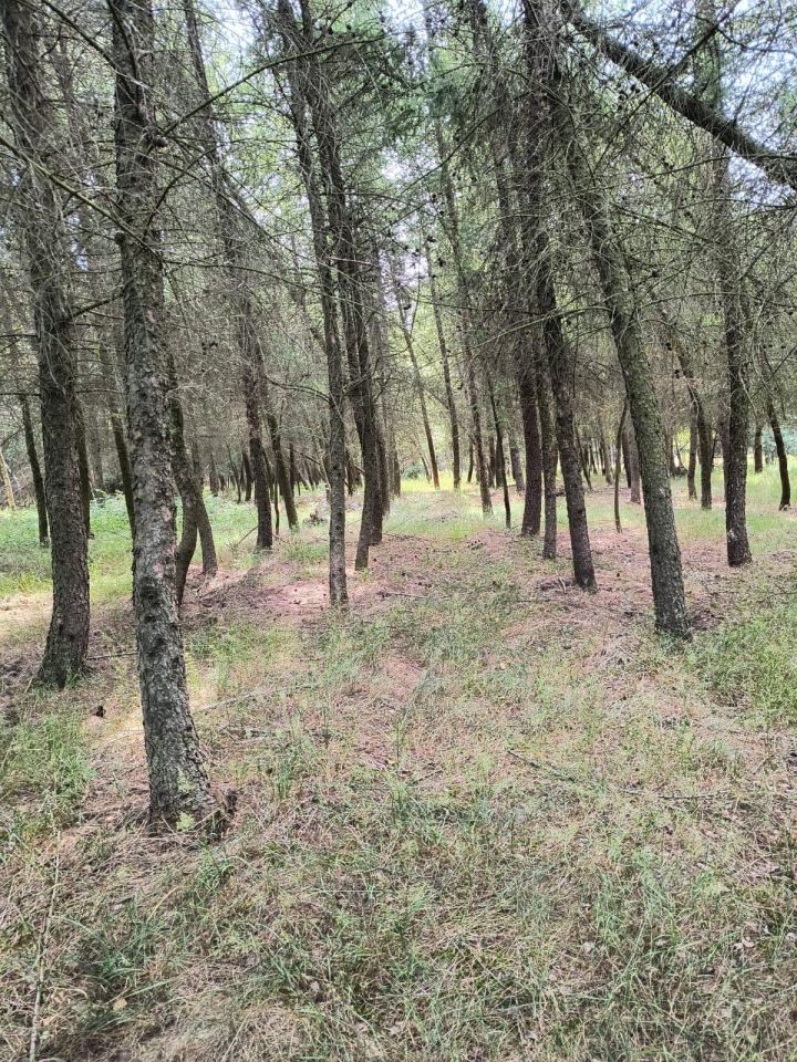 Działka rolna Dobrogoszczyce. Zdjęcie 7