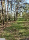 Działka leśna Drzewociny. Zdjęcie 2