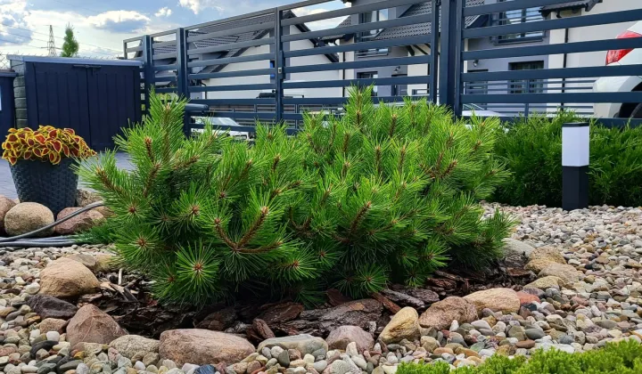 bliźniak, 5 pokoi Czapury, Poranek