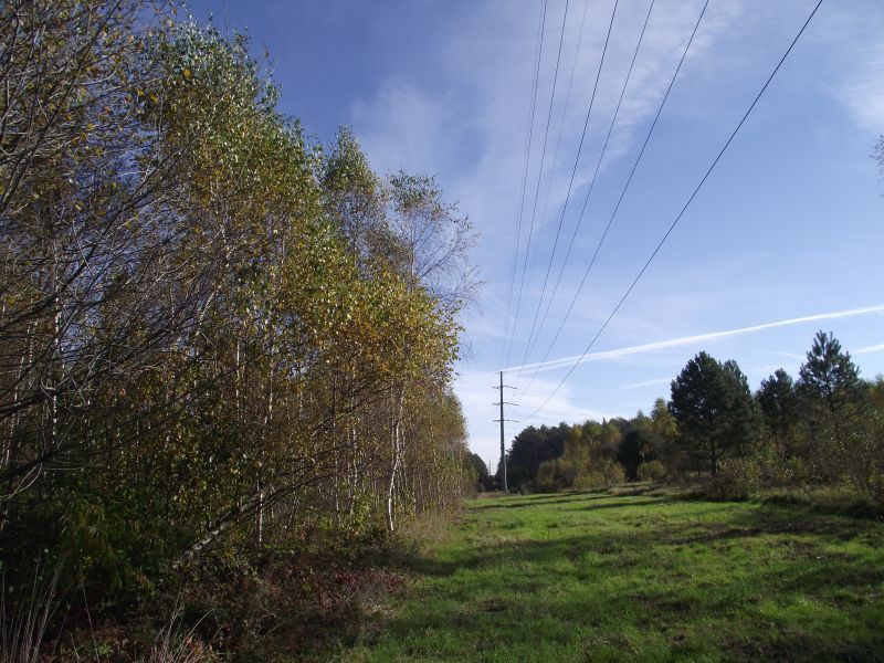 Działka siedliskowa Radomia Orzewo. Zdjęcie 7