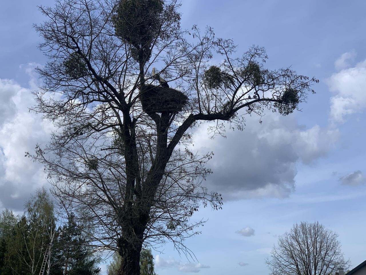 Działka budowlana Zaborówek. Zdjęcie 6