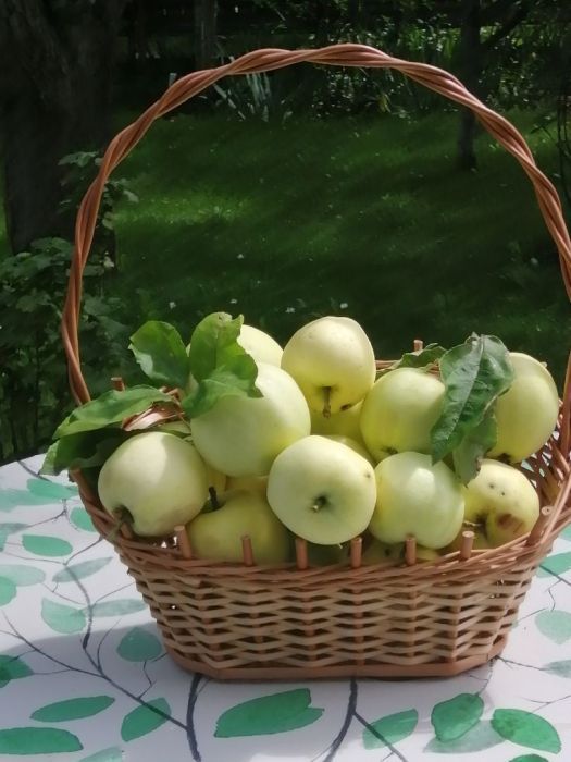 Działka rod Pruszcz Gdański, ul. Podmiejska. Zdjęcie 5