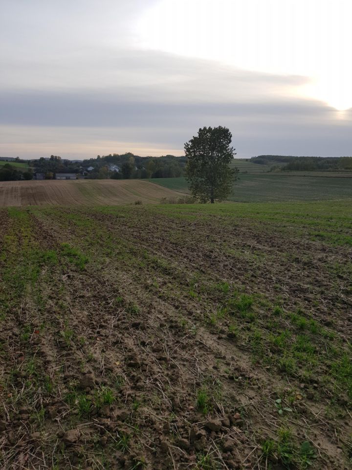 Działka rolno-budowlana Dobrogoszczyce, brak. Zdjęcie 2