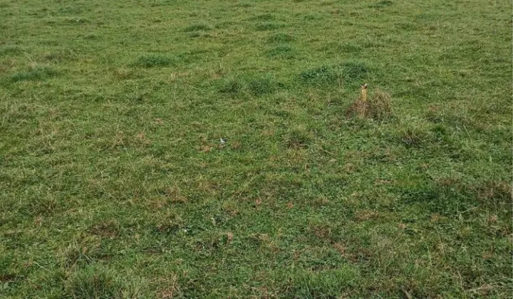 Działka budowlana Stegna, ul. Łąkowa