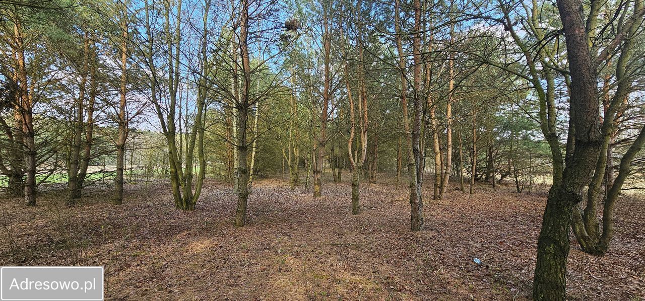 Działka rolna Królewo. Zdjęcie 5