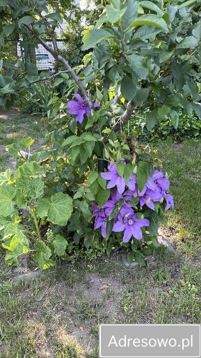 Działka rod Mińsk Mazowiecki, ul. 1 PLM Warszawa. Zdjęcie 6