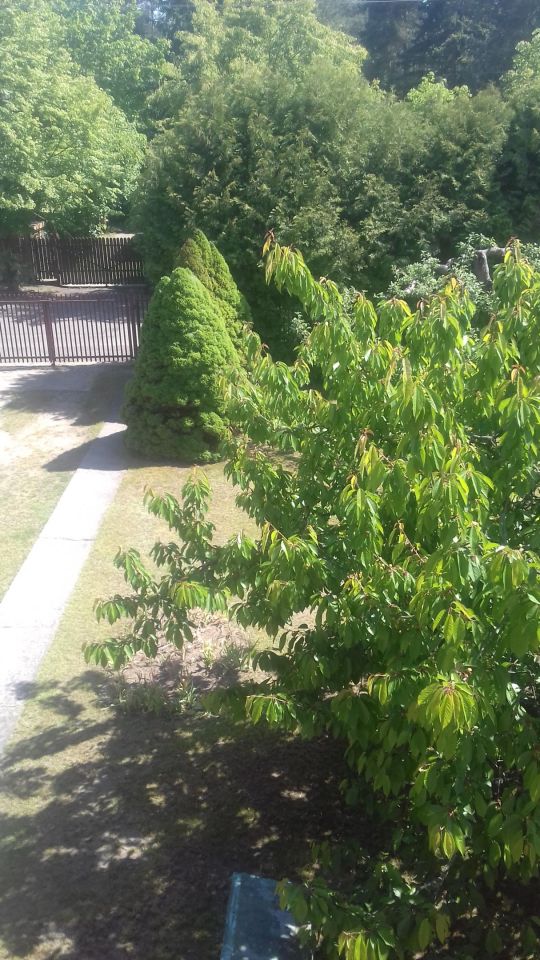 dom wolnostojący, 4 pokoje Otrębusy, ul. Wandy. Zdjęcie 3