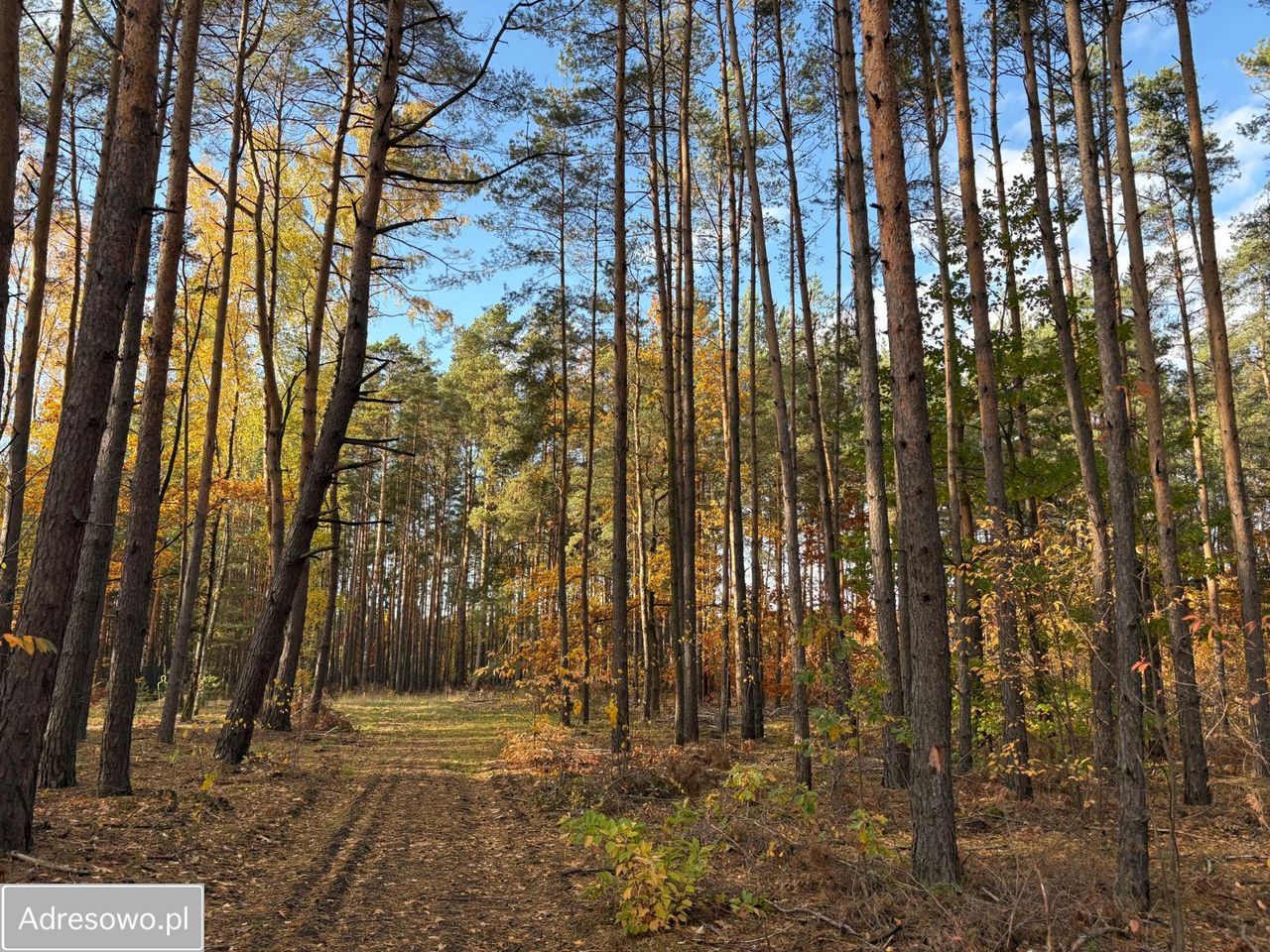 Działka leśna Marynin, ul. Gospodarcza. Zdjęcie 3