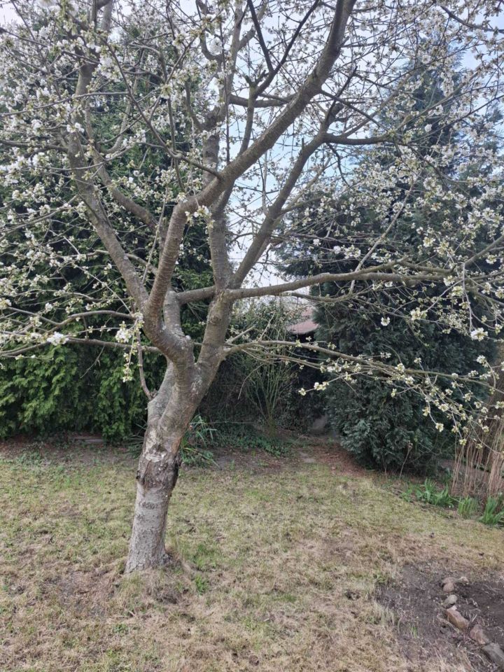 Działka rod Legnica, ul. Chojnowska. Zdjęcie 3