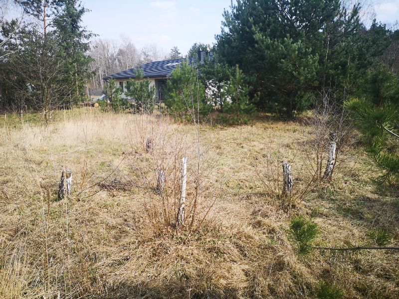 Działka rolno-budowlana Mazewo Dworskie"A". Zdjęcie 2