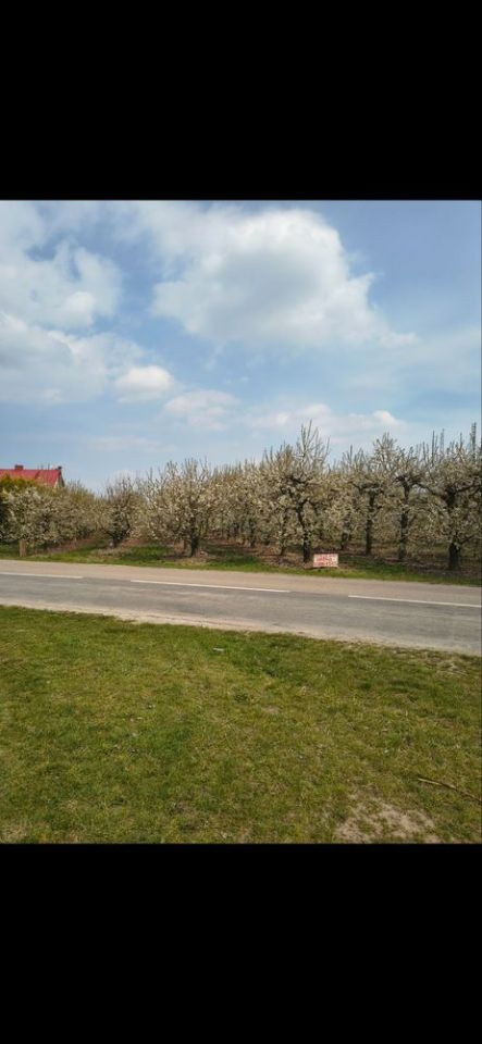 Działka rolna Koprzywnica. Zdjęcie 1