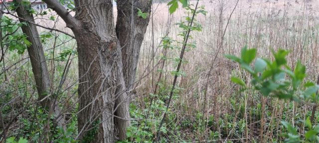 Działka budowlana Kręczki. Zdjęcie 5