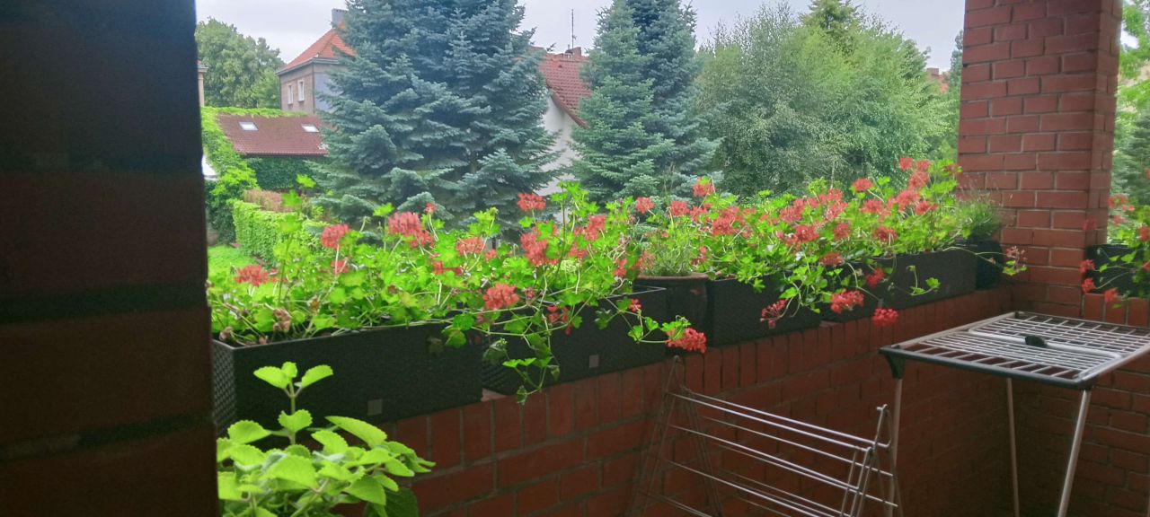 Mieszkanie 3-pokojowe Tychy Centrum, ul. Bohaterów Warszawy. Zdjęcie 10