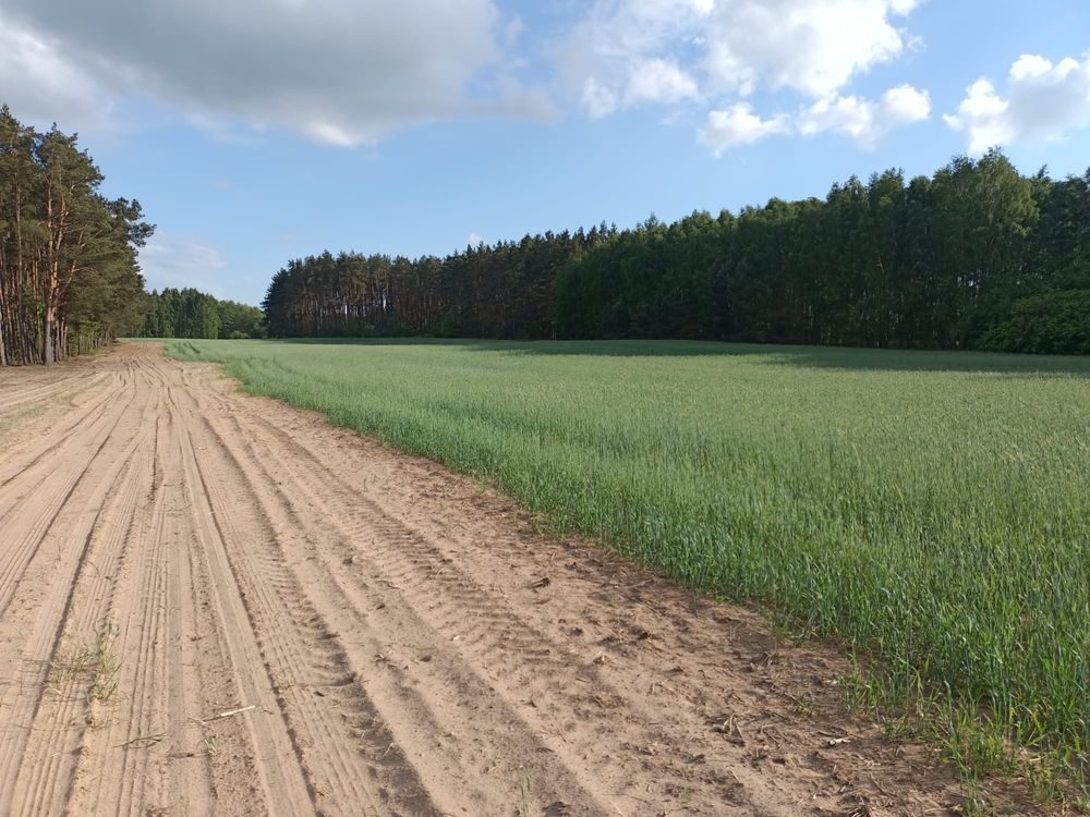 Działka budowlana Kwiatkowo. Zdjęcie 1