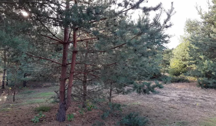 Działka rekreacyjna Zambski Kościelne