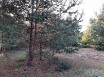 Działka rekreacyjna Zambski Kościelne