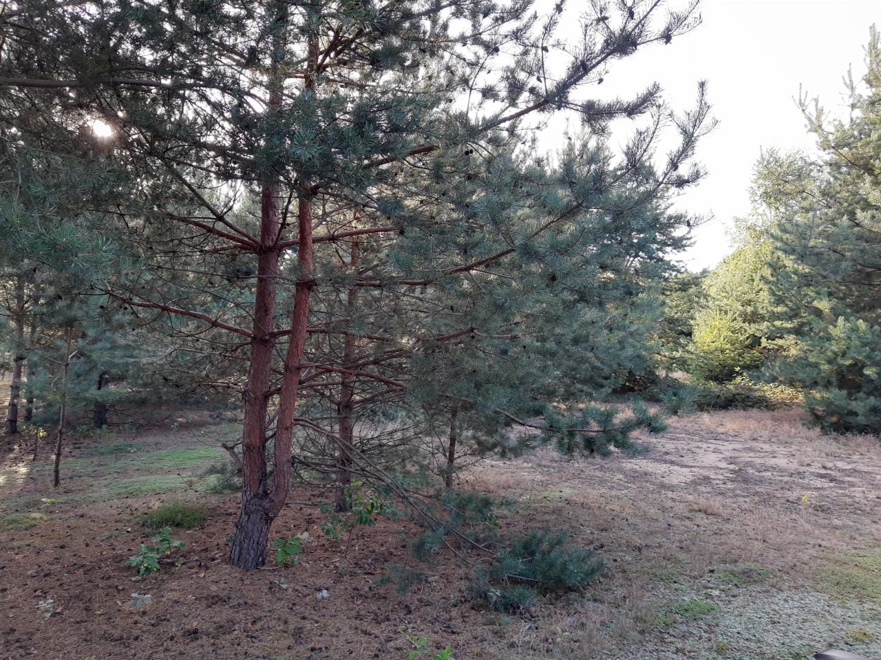 Działka rekreacyjna Zambski Kościelne