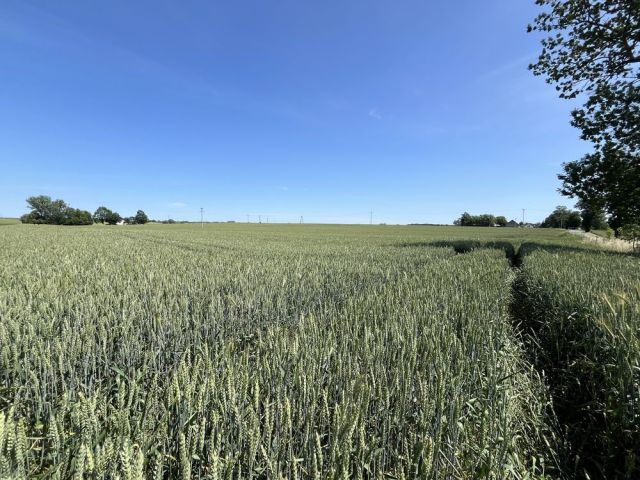 Działka rolna Firlus. Zdjęcie 1