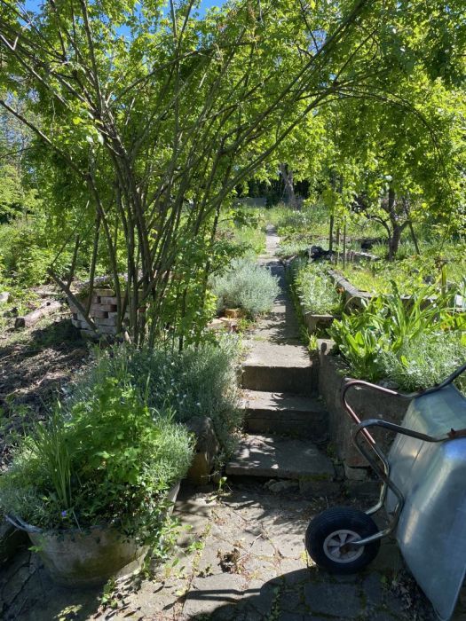 Działka rod Gdańsk Siedlce, ul. Józefa Wieniawskiego. Zdjęcie 2