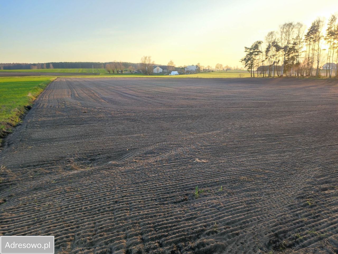 Działka rolna Koteże. Zdjęcie 6