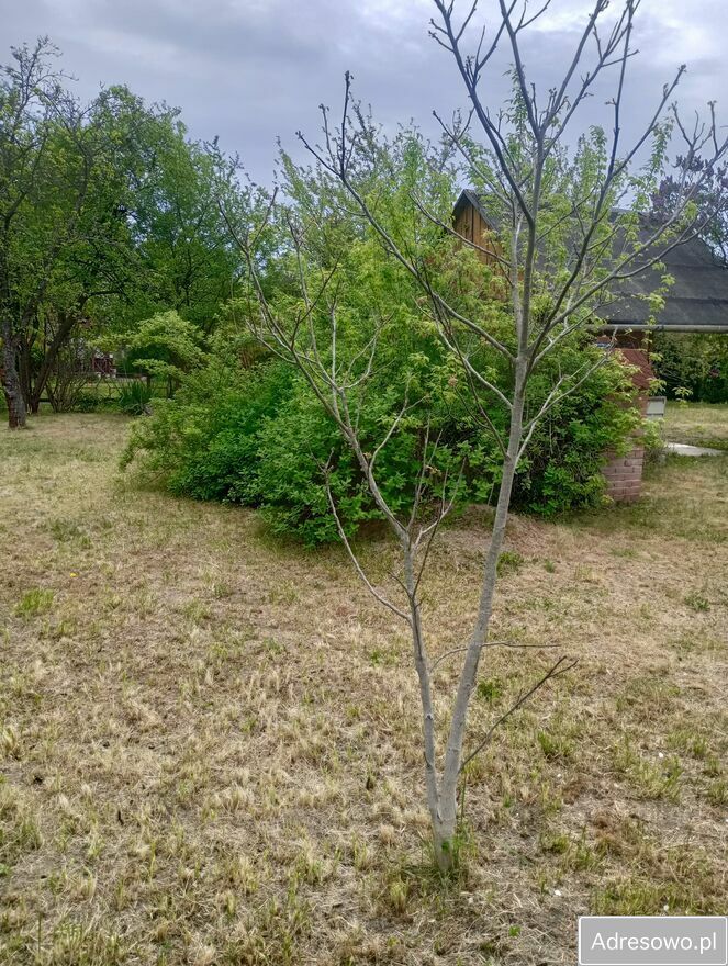 Działka rod Rzeszów, ul. Ciepłownicza. Zdjęcie 7