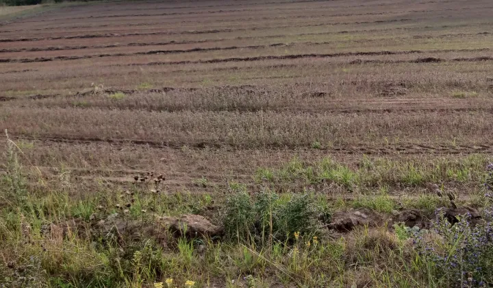 Działka rolno-budowlana Silnowo, Asfaltowa