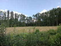 Działka Cisów. Zdjęcie 4