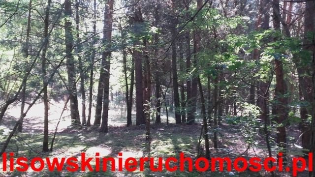 Działka leśna Stefanów. Zdjęcie 1