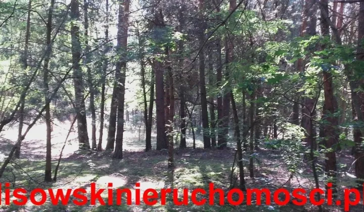 Działka leśna Stefanów