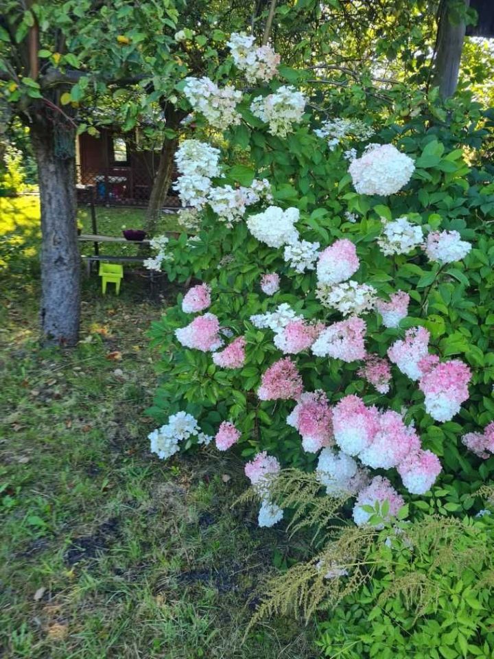 Działka rod Sosnowiec Klimontów, ul. Gabrieli Zapolskiej. Zdjęcie 6