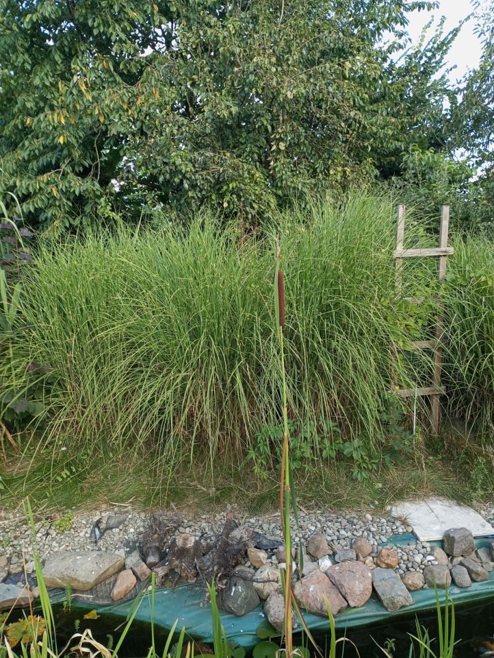 Działka rolno-budowlana Sudół Stara Wieś. Zdjęcie 9