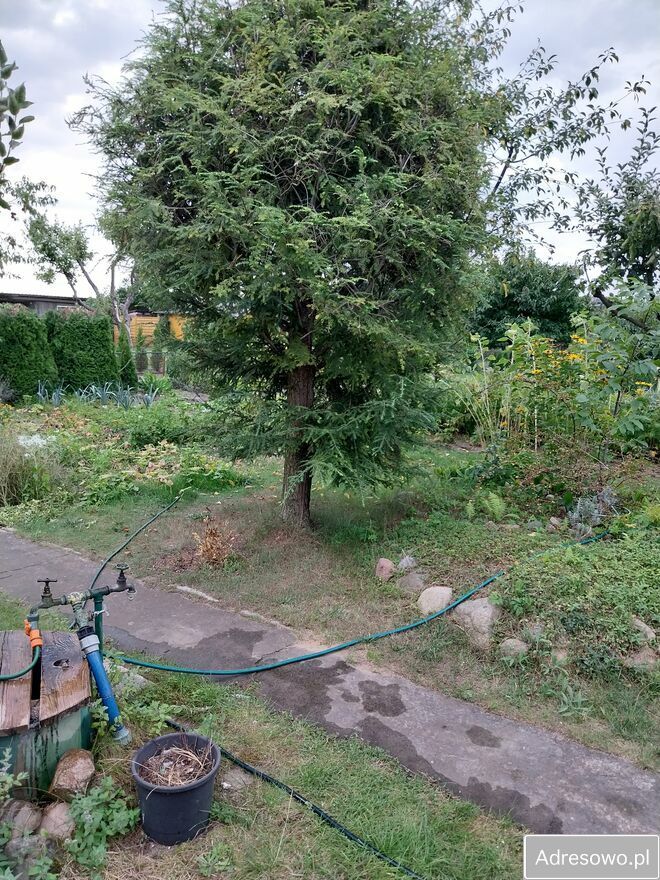 Działka rod Konin, ul. Solna. Zdjęcie 5