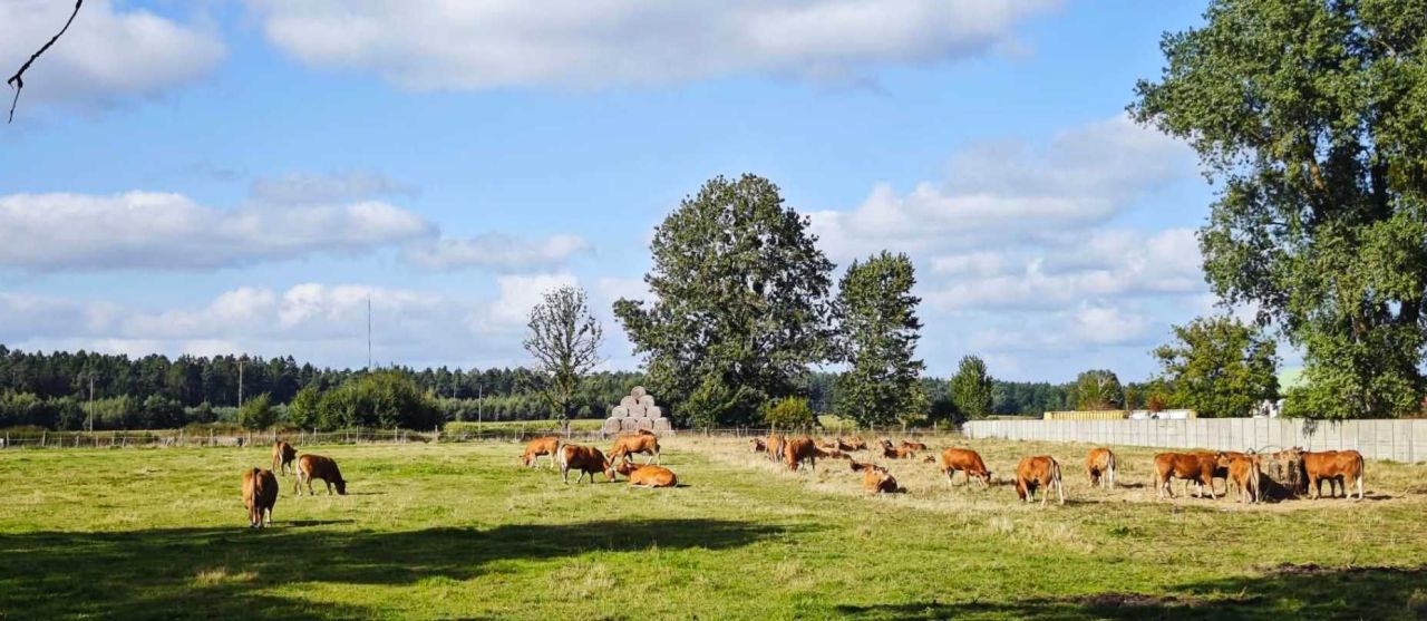 Działka budowlana Barniewice. Zdjęcie 12
