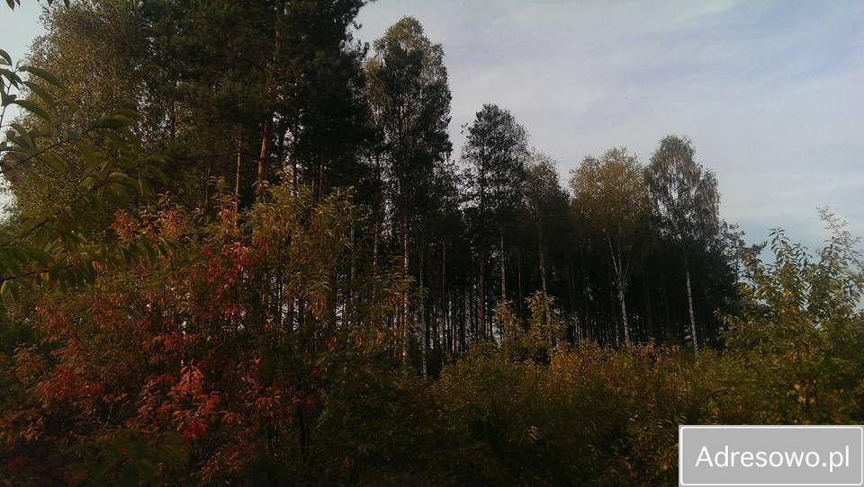 Działka leśna Szczechowo. Zdjęcie 9