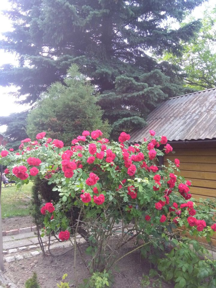 Działka rod Rzeszów, ul. Ciepłownicza. Zdjęcie 3