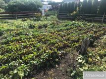 Działka rod Kuków. Zdjęcie 2