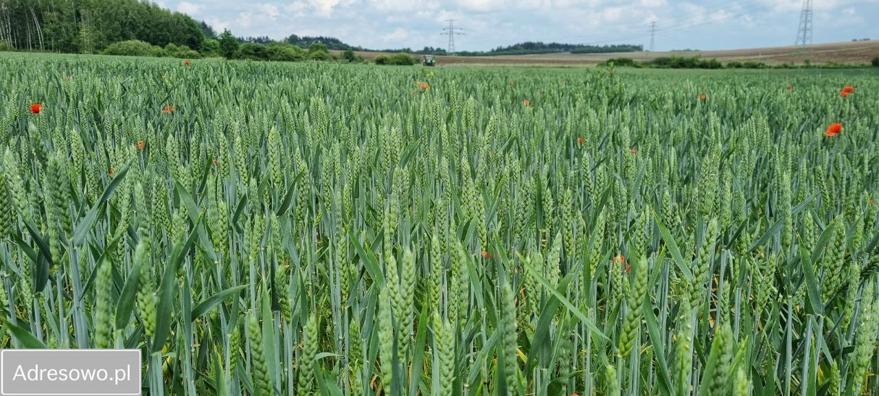 Działka rolna Jaworzno. Zdjęcie 6