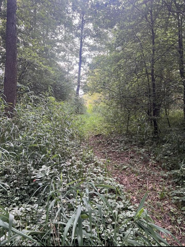 Działka siedliskowa Wierzbno. Zdjęcie 2