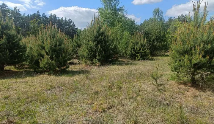 Działka rekreacyjna Dzbądzek
