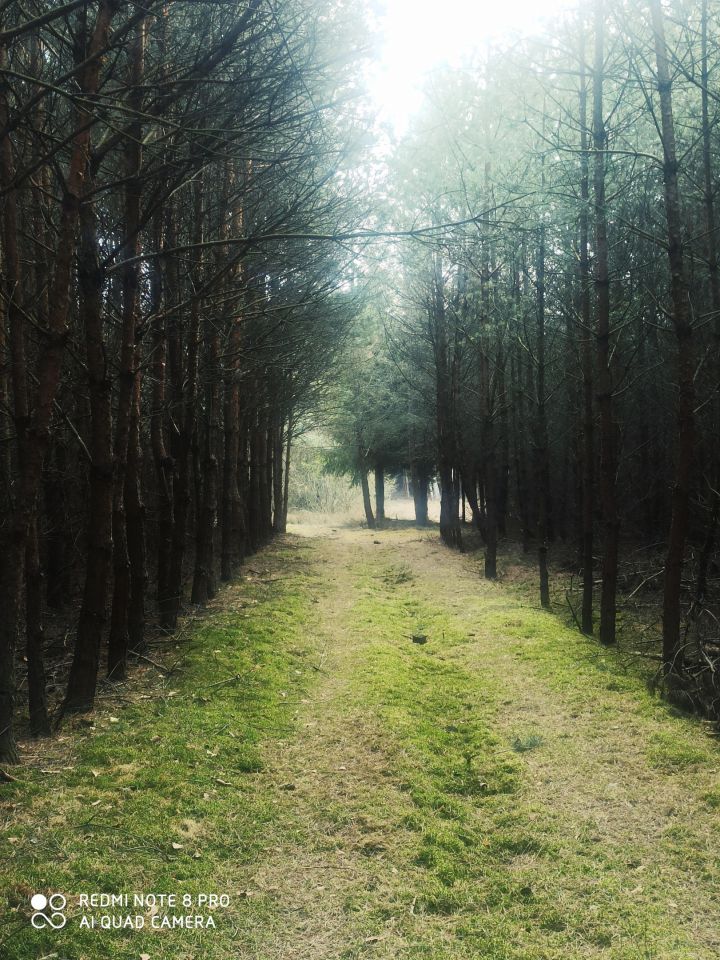 Działka inna Huta. Zdjęcie 13