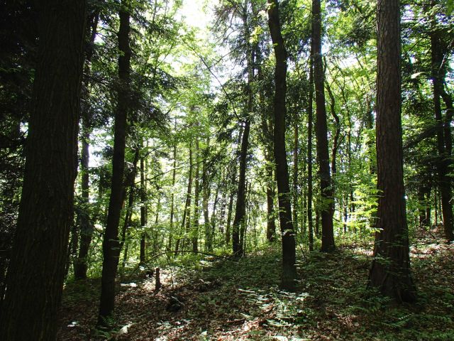 Działka leśna Dąbrowica. Zdjęcie 1