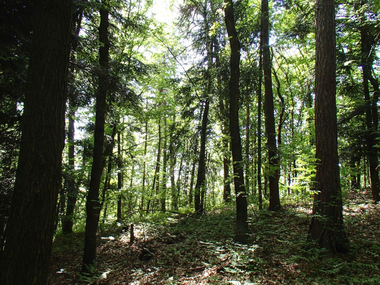 Działka leśna Dąbrowica