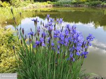 Działka budowlana Łąck, ul. Miodowa. Zdjęcie 3